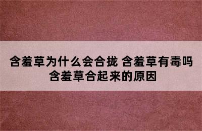 含羞草为什么会合拢 含羞草有毒吗 含羞草合起来的原因